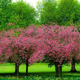 Cute PC spring wallpaper