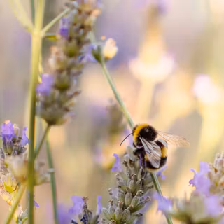 Bumble bees wallpaper