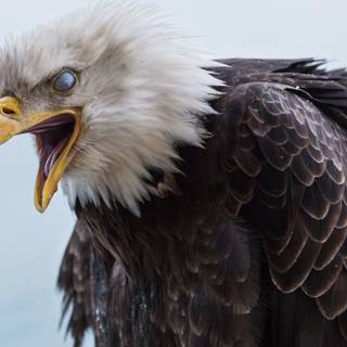 Angry eagle wallpaper