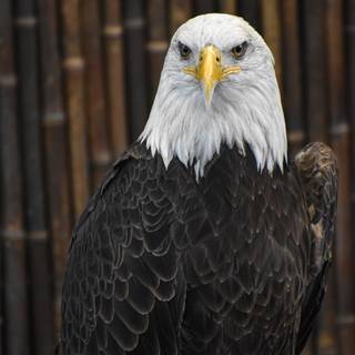 Angry eagle wallpaper