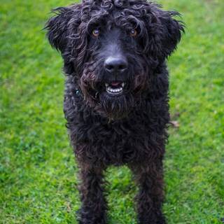 Black Labradoodles wallpaper