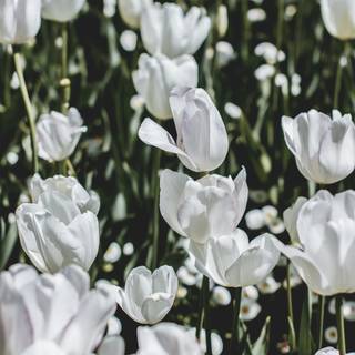 White tulip wallpaper