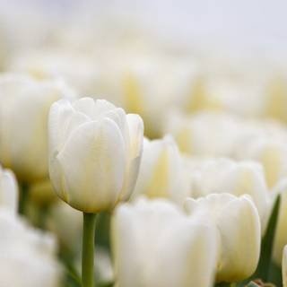White tulip wallpaper