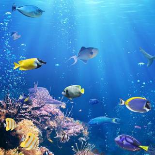 iPhone ocean 4k wallpaper