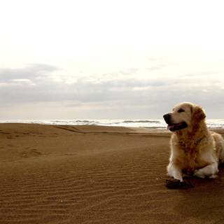 Dog at beach wallpaper