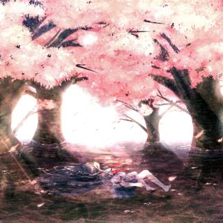 Blossom Cherry anime wallpaper