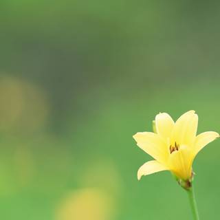 Minimal spring PC wallpaper