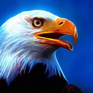 Blue eagle wallpaper