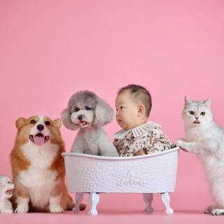 Baby dog and cat wallpaper