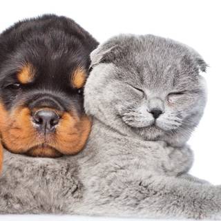 Baby dog and cat wallpaper