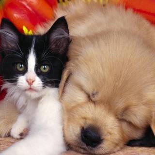Baby dog and cat wallpaper