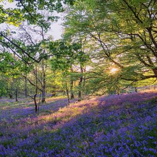 Spring bluebells wallpaper
