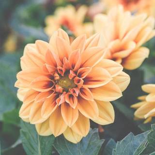 Spring cute preppy wallpaper