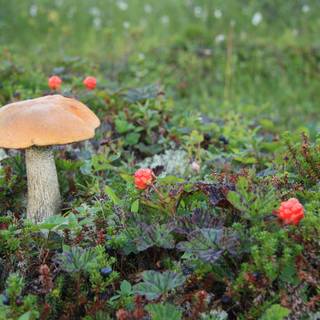 Cloudberry wallpaper