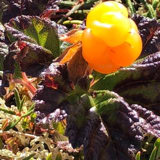 Cloudberry wallpaper