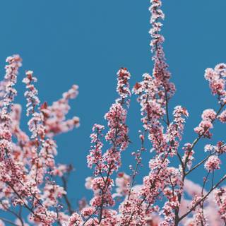 Aesthetic iPad spring wallpaper