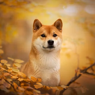 Shiba dog wallpaper