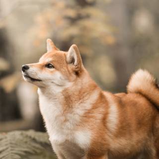 Shiba dog wallpaper