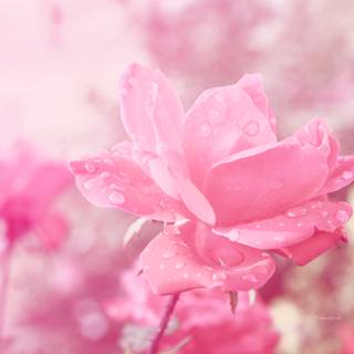 Pink flower spring wallpaper