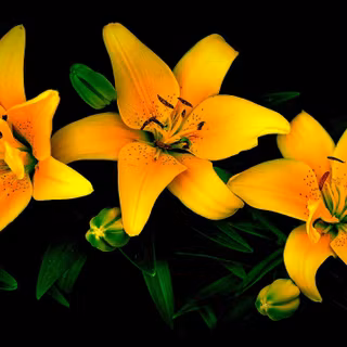 Yellow lily wallpaper
