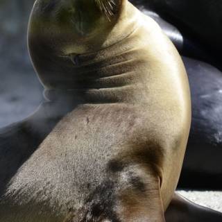 Seals iPhone wallpaper