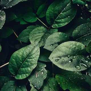 Dark green aesthetic PC wallpaper