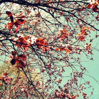 Cute spring vintage wallpaper