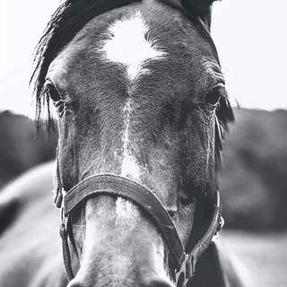 Gray horse wallpaper