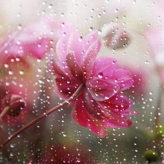 Pink spring rainy wallpaper