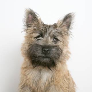 Cairn Terrier wallpaper
