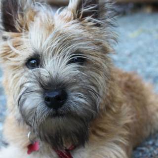 Cairn Terrier wallpaper