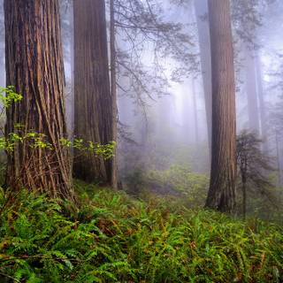 Northern California wallpaper