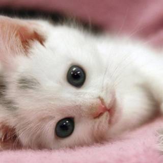 Small cats wallpaper