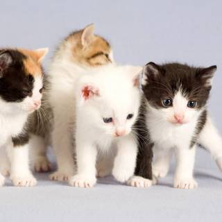 Small cats wallpaper