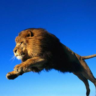 Running lion wallpaper