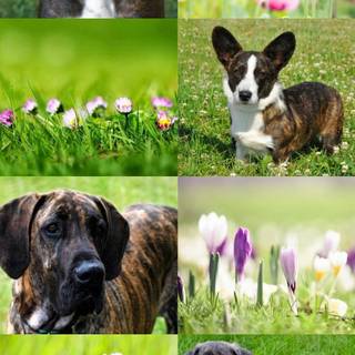Dog spring aesthetic wallpaper