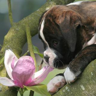 Dog spring aesthetic wallpaper