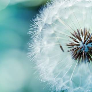 White plants wallpaper