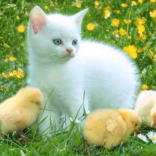 Spring cute cat wallpaper