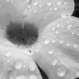 Black and white spring wallpaper