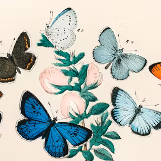 Vintage butterfly wallpaper