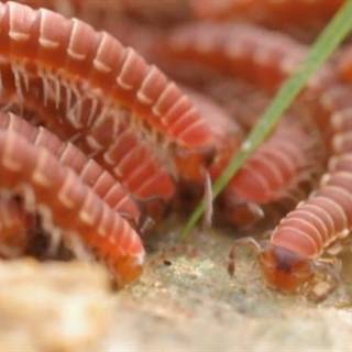 Millipede wallpaper
