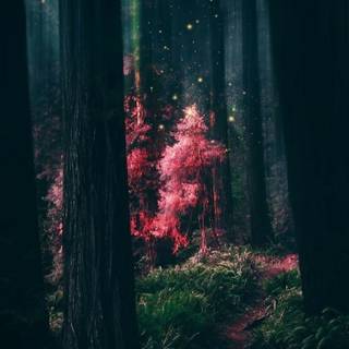 Forest aesthetic wallpaper