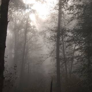 Forest aesthetic wallpaper