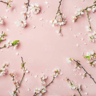 Spring flower pink wallpaper