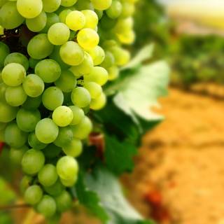 Green grapes wallpaper