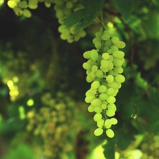 Green grapes wallpaper