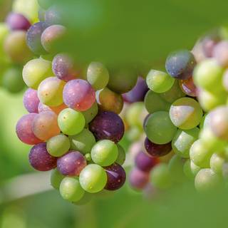 Green grapes wallpaper