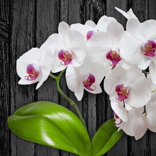 Orchid computer wallpaper