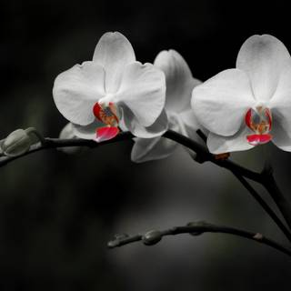 Orchid computer wallpaper
